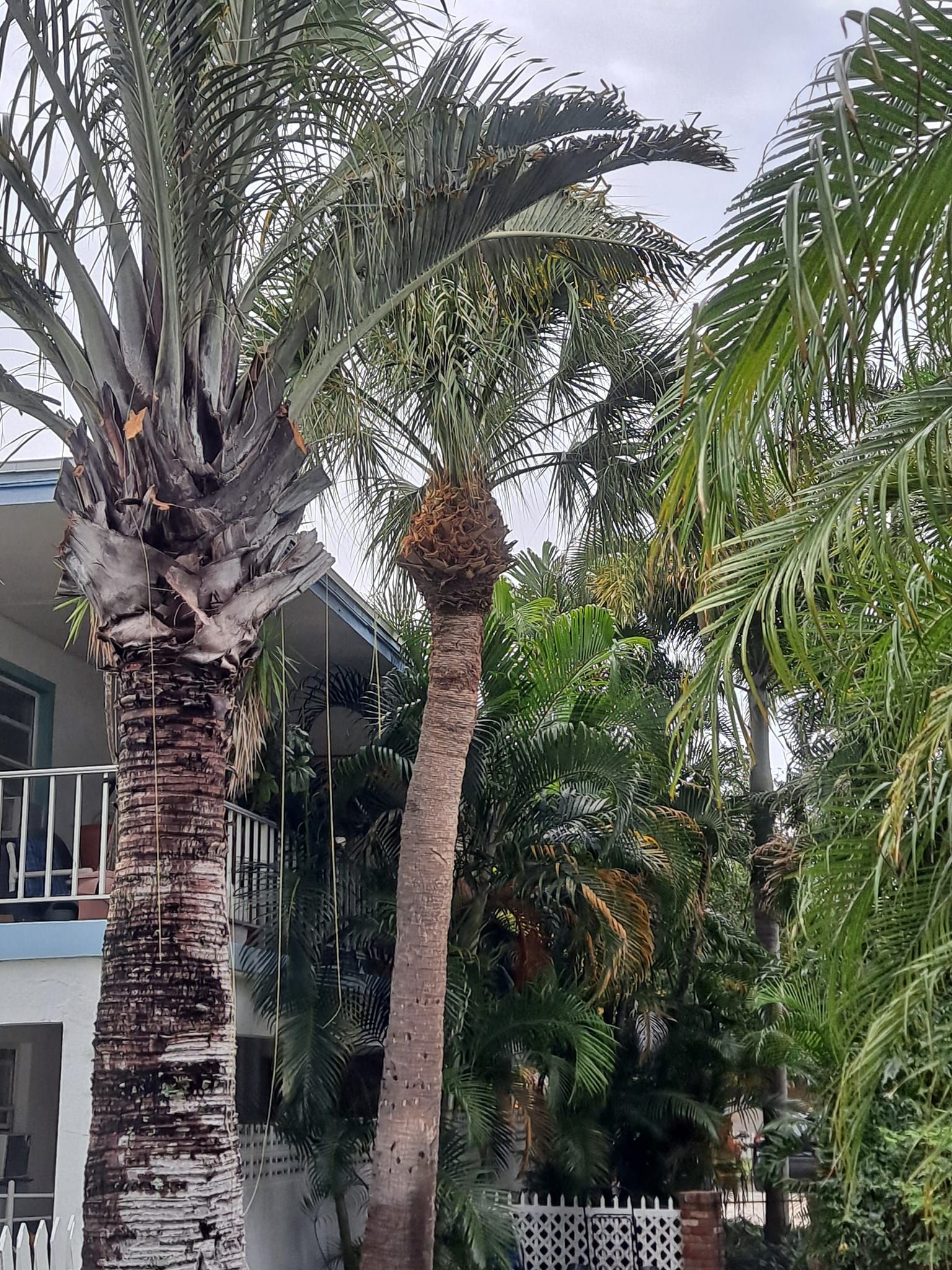  for Sanchez Tree Service in Largo, FL