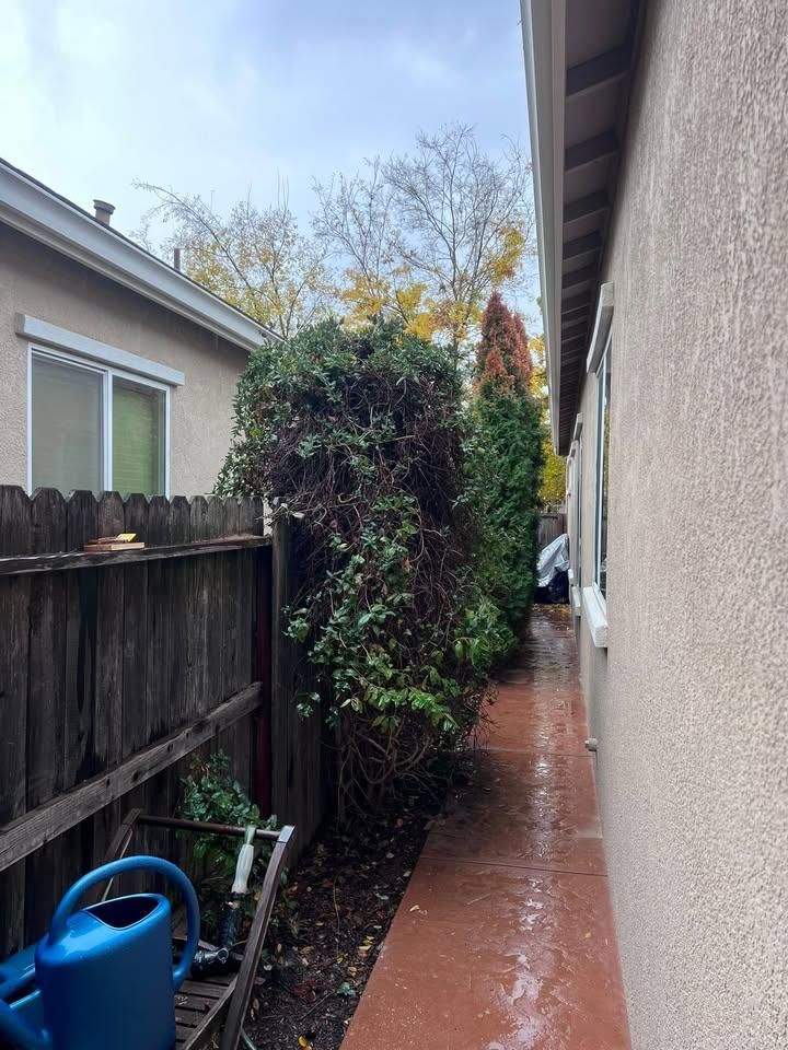 All Photos for Sammy's Tree Services in Sacramento, CA