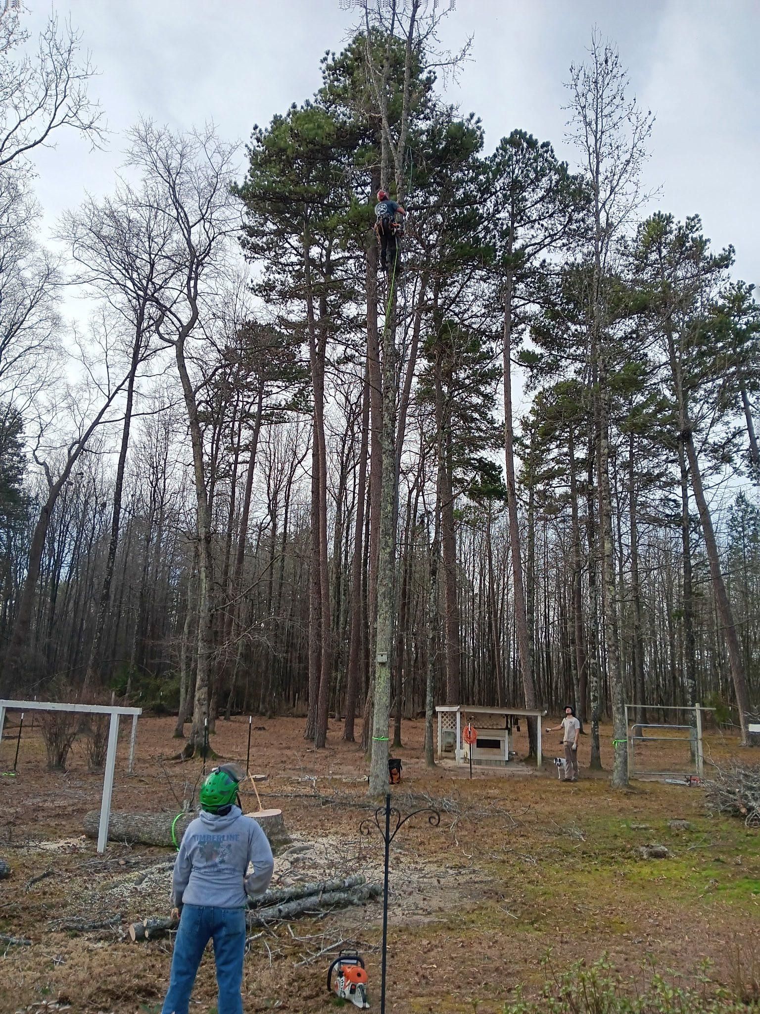  for Diversified Tree Company in Trinity, NC