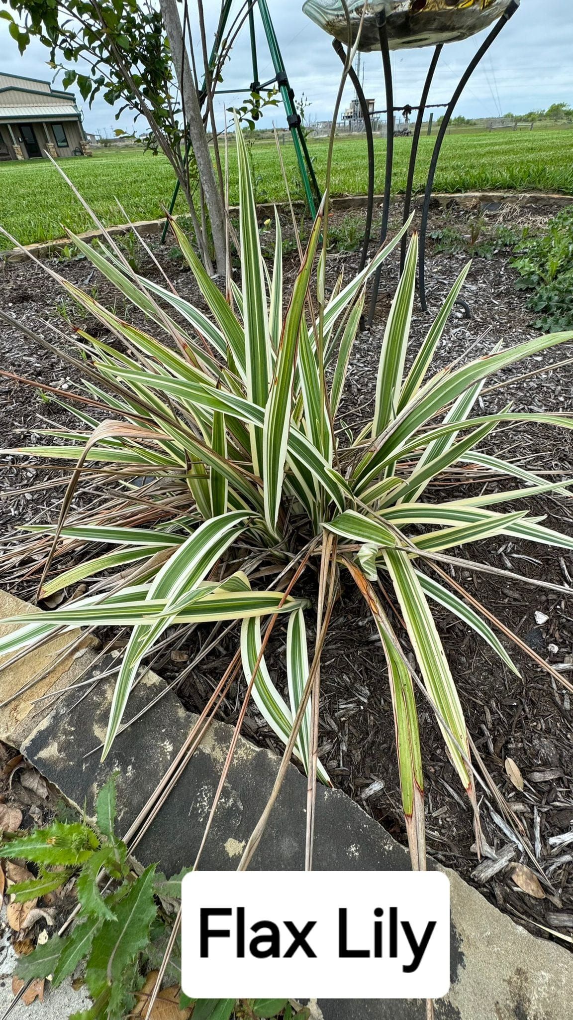  for CRM Palm & Landscaping in Rockport, TX