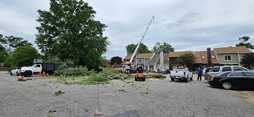  for Beach Tree Care in Virginia Beach, VA