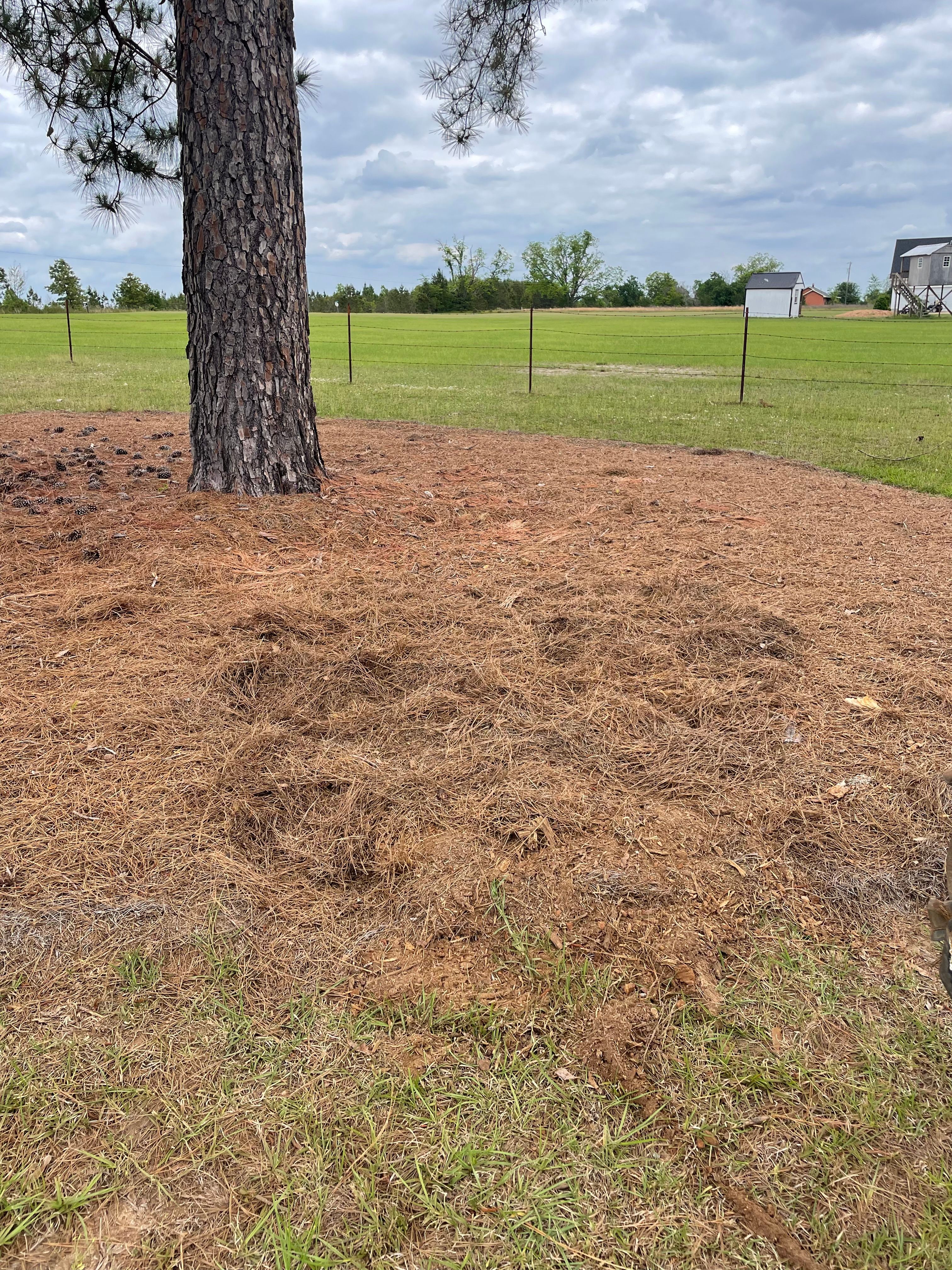 All Photos for MJB’s Stump Grinding LLC in Tennille, GA