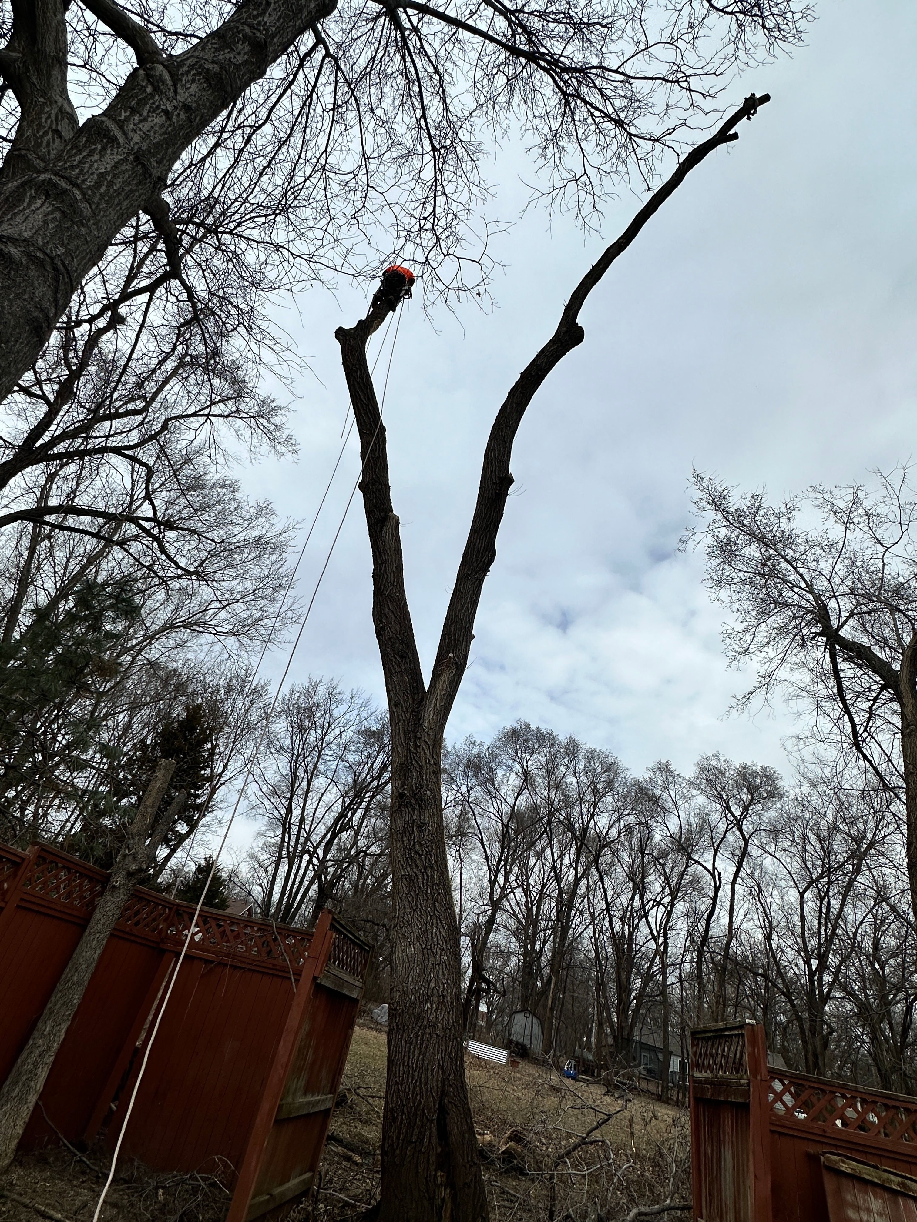 All Photos for Cross Family Tree Service in Kearney, MO