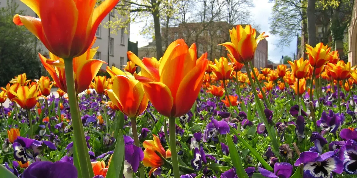  for BLOOMING LANDSCAPE in West Orange, NJ