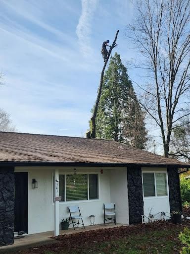  for George Staddan's Professional Tree Care in Placerville, CA