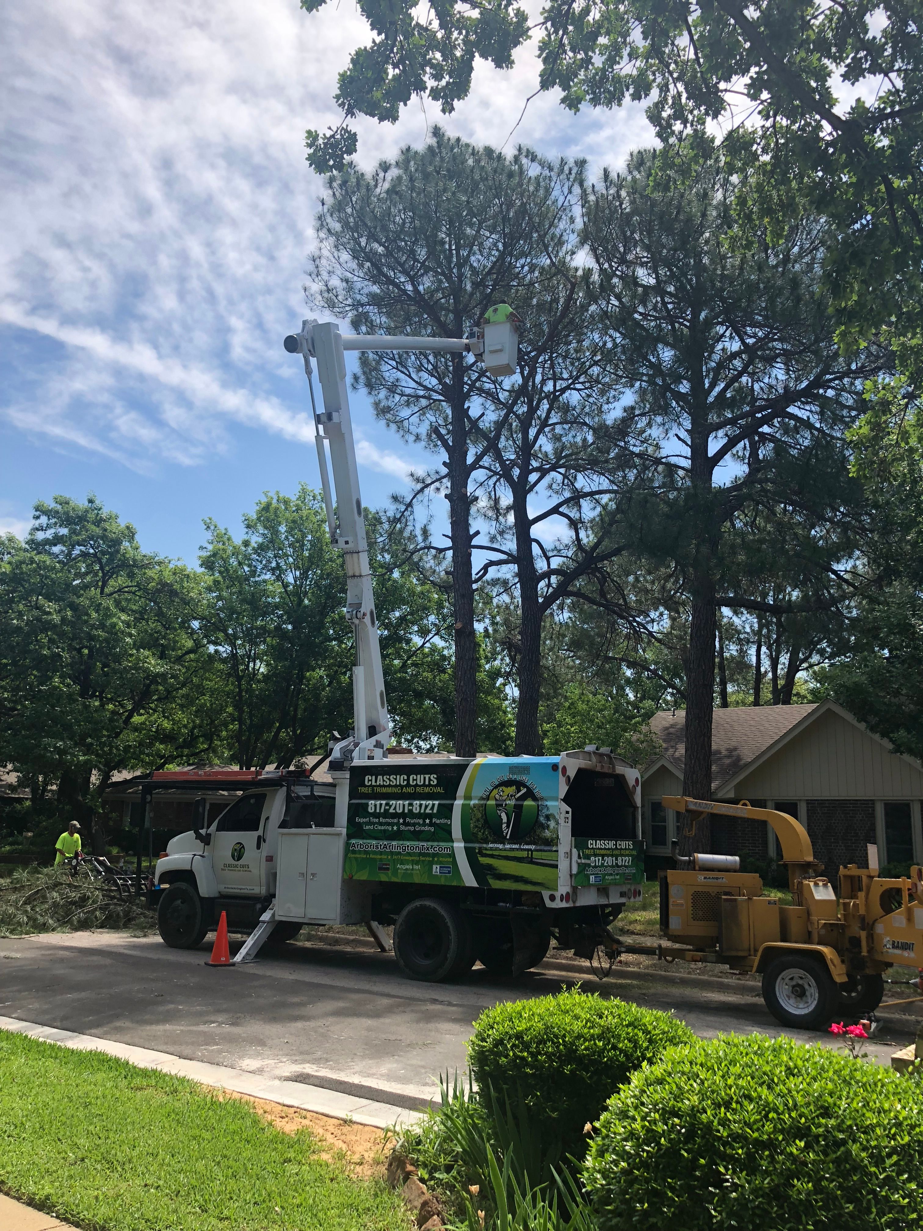  for Classic cut tree trimming and removal in Arlington, TX