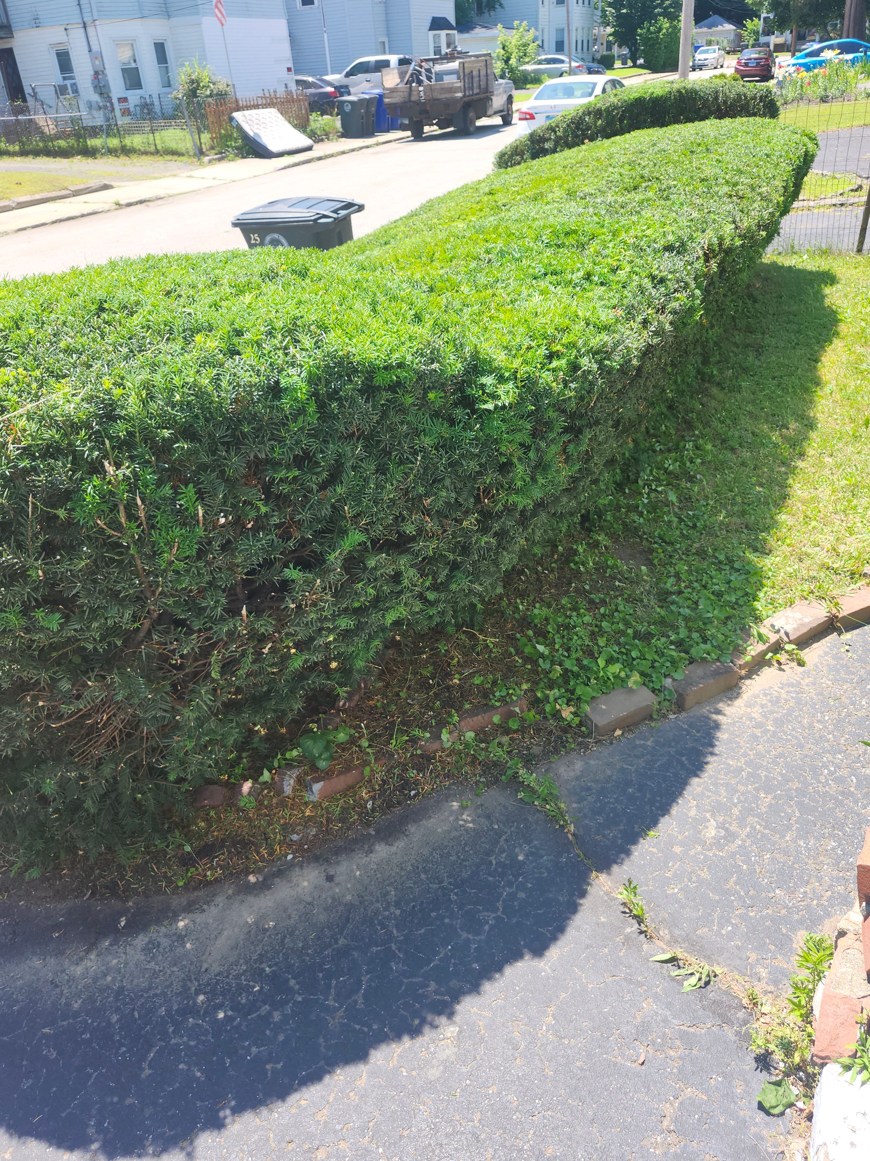 Hedge/Tree/Brush Cutting for Landscape Innovations LLC in Torrington, CT