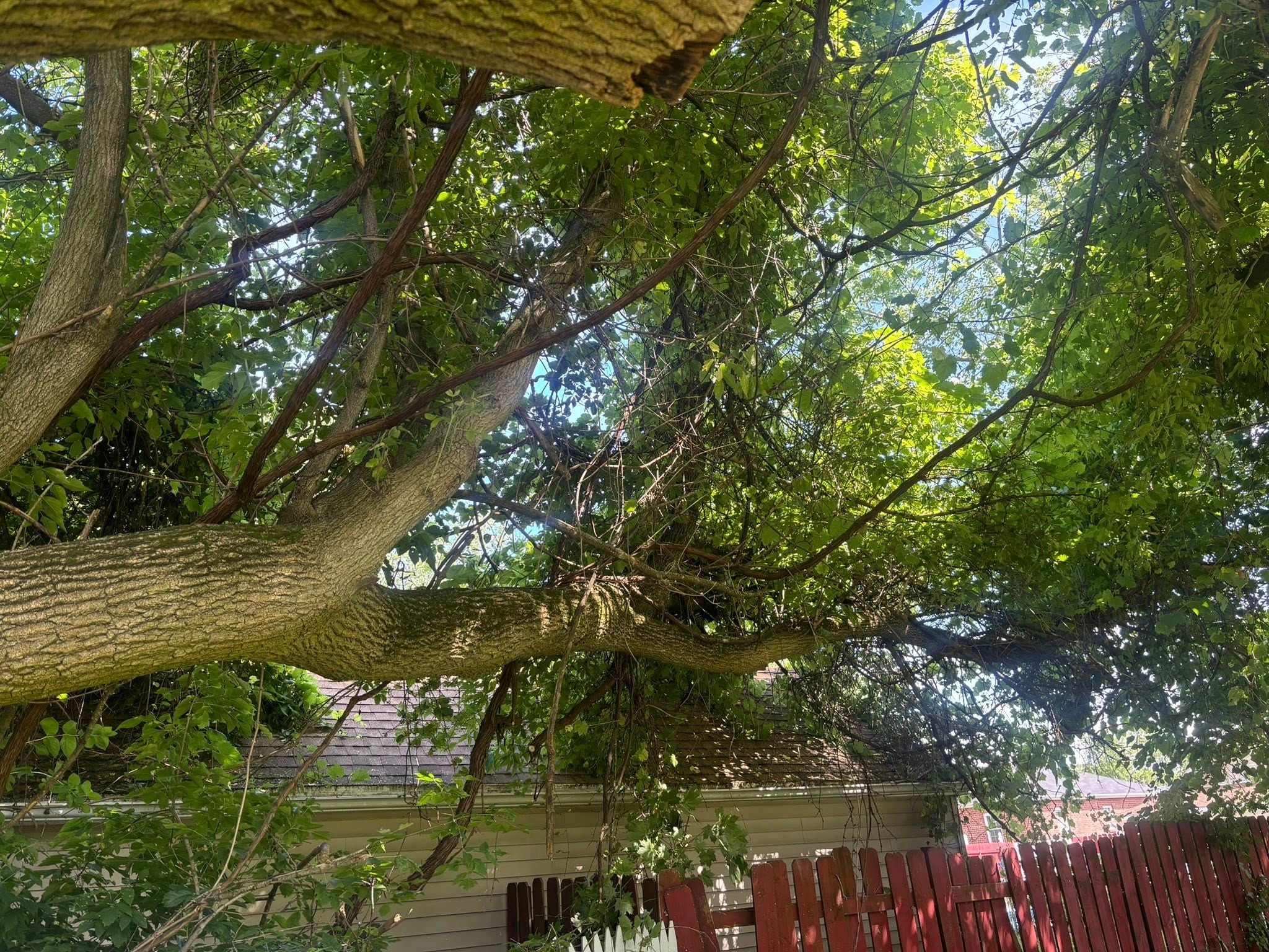  for T's Trees in Albany, NY