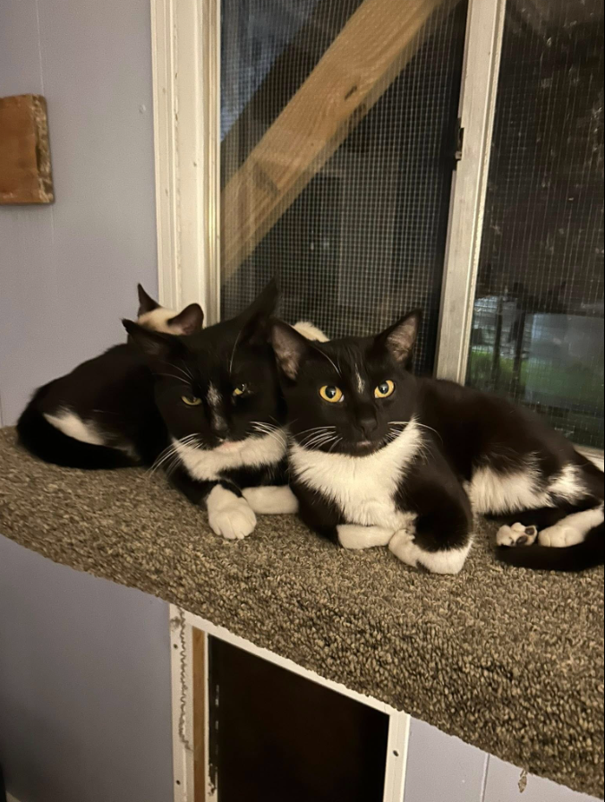  for Sullivan Sanctuary of Maine in Brunswick, ME