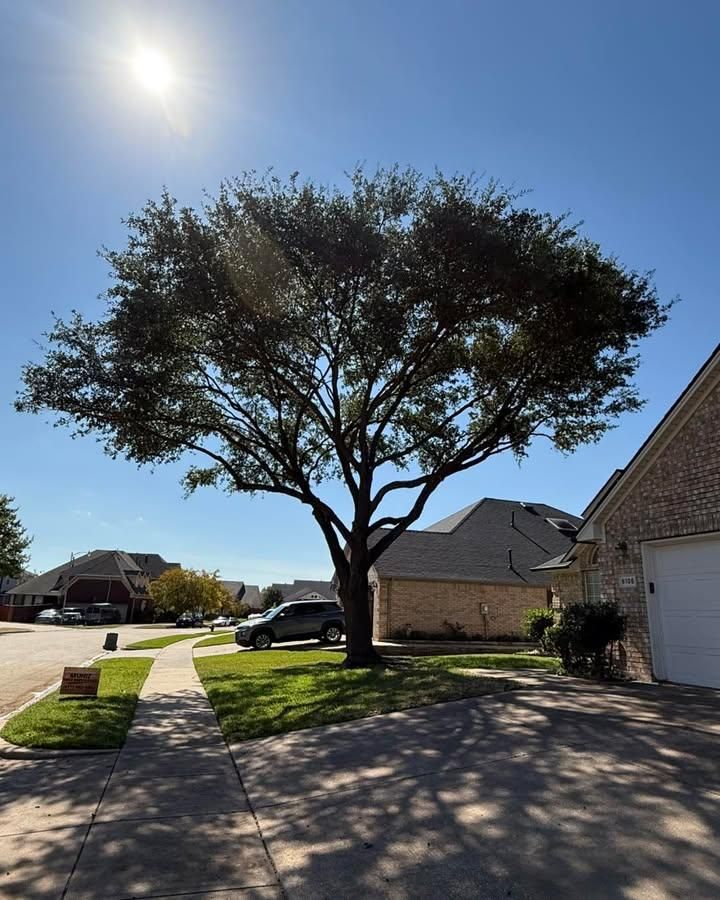  for Muniz Tree Service in North Richland Hills, TX
