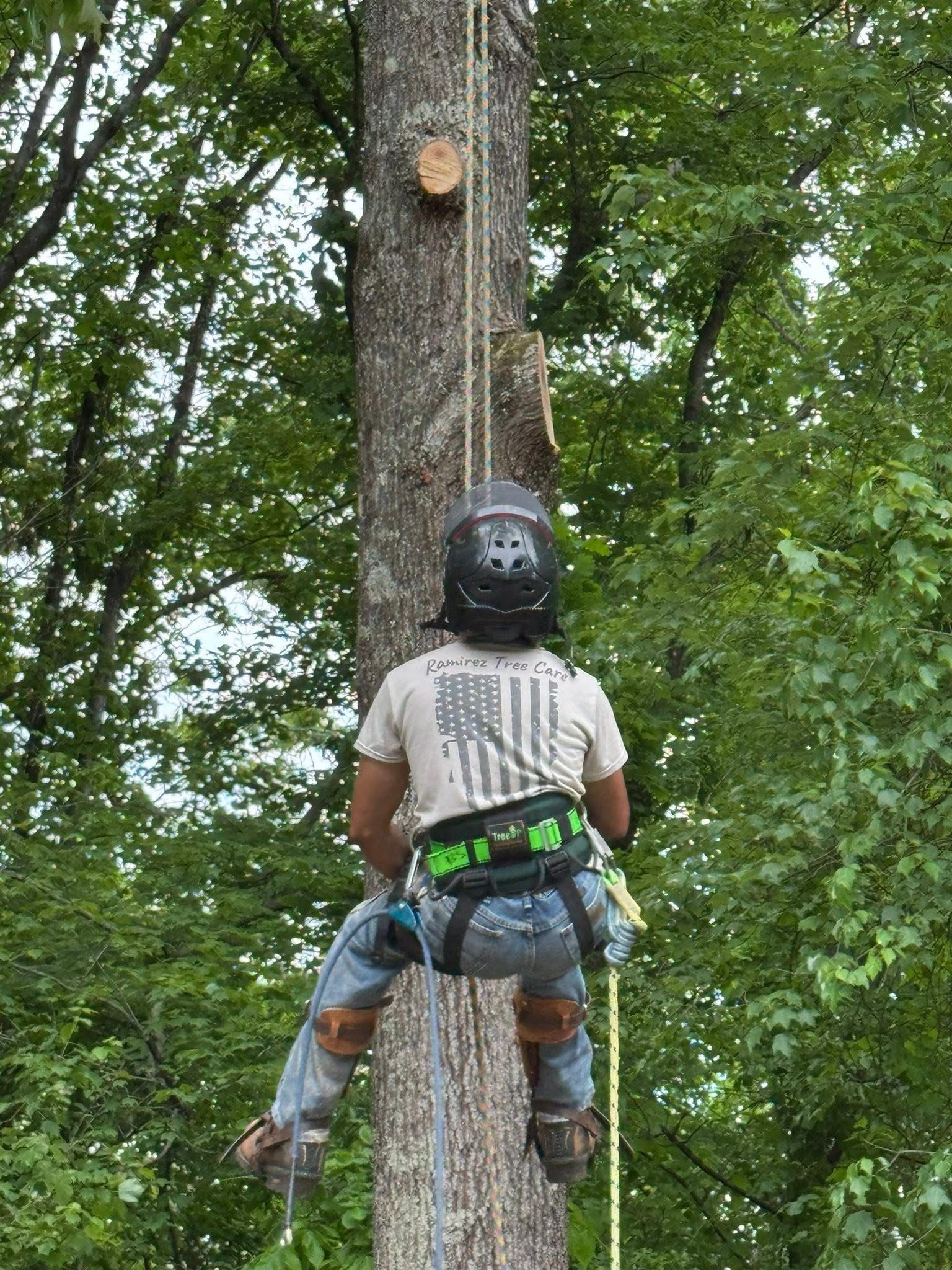 All Photos for Ramirez Tree Care in Elkin, NC