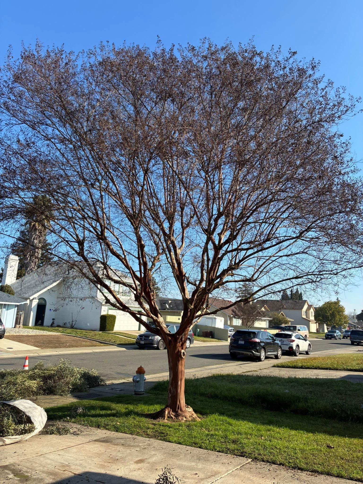 All Photos for Sammy's Tree Services in Sacramento, CA