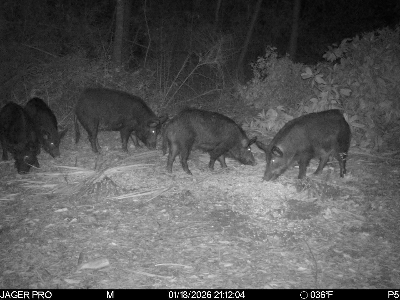  for Havoc Hog Control in Molino, FL
