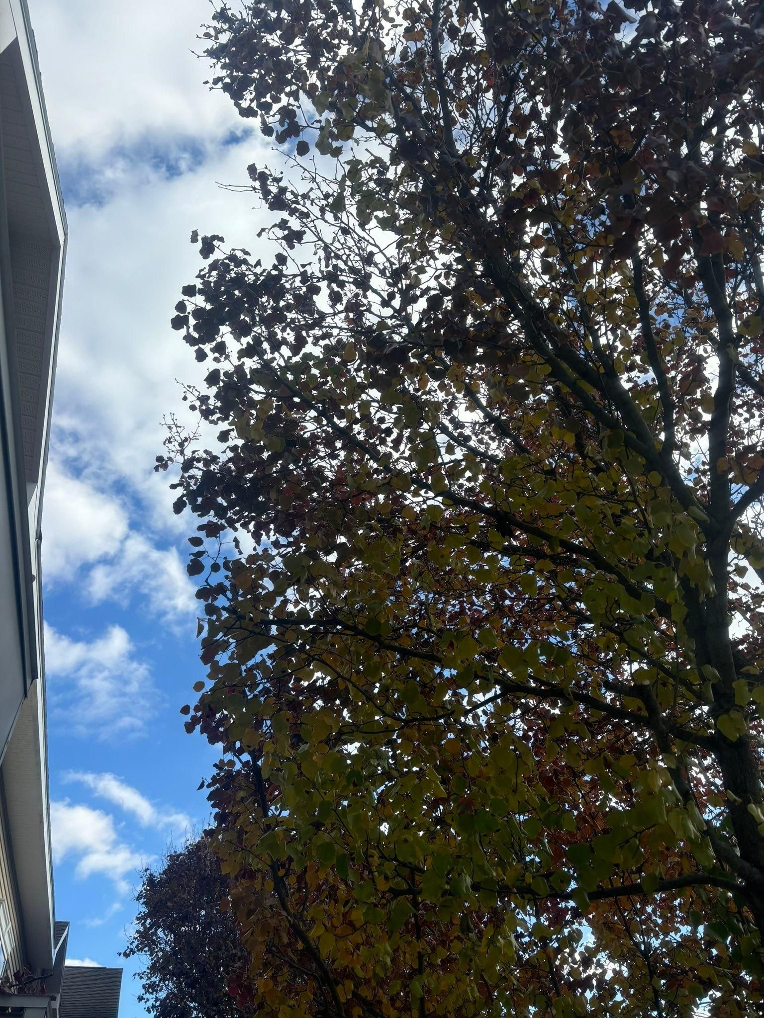  for T's Trees in Albany, NY