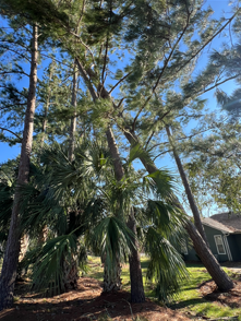 for Thompson Forestry Mulching & Stump Grinding in Douglas, GA