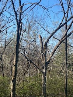  for Stinger Tree Service in Belleville, IL