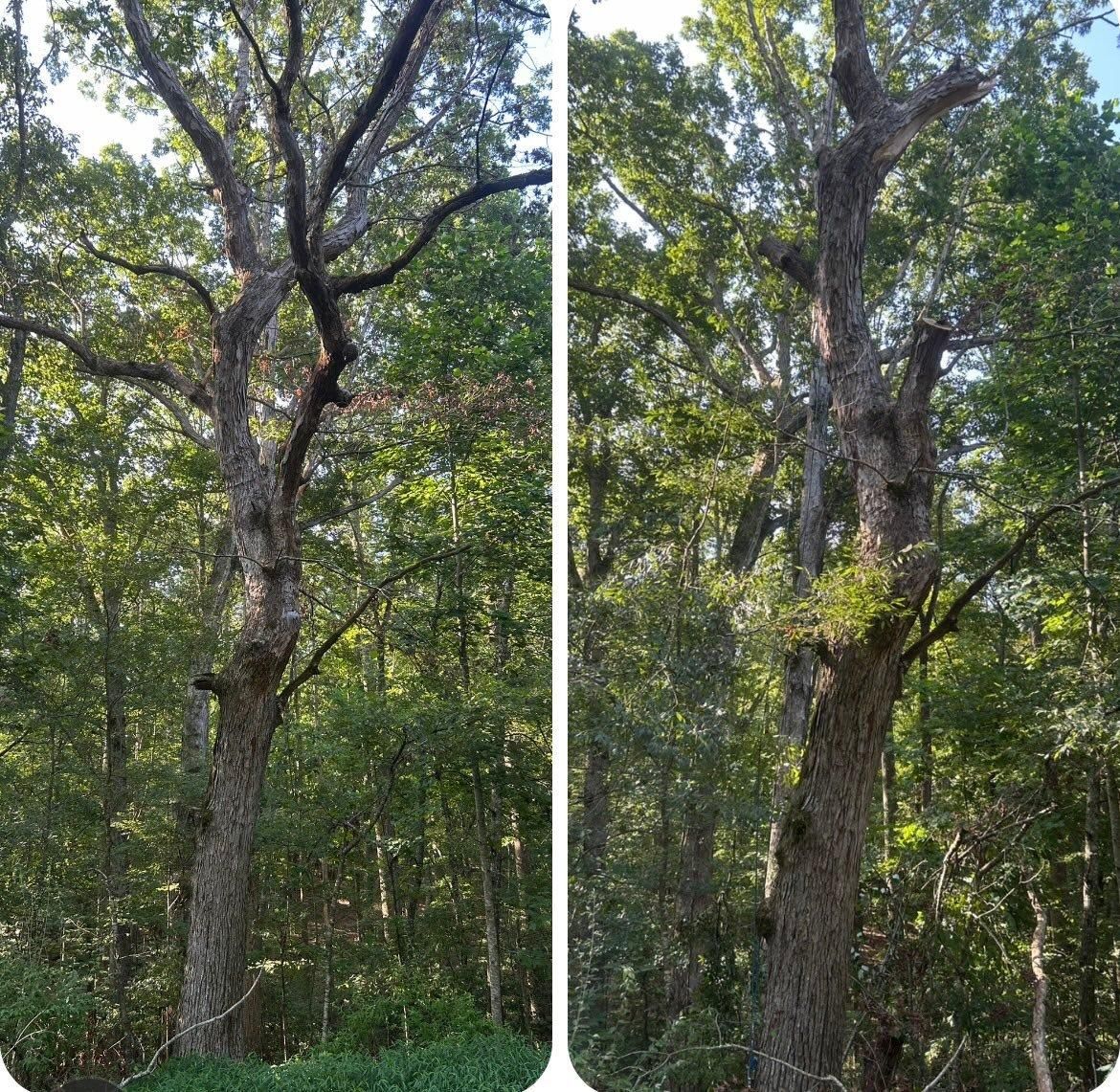  for McBee’s Tree Service in Sewanee, TN