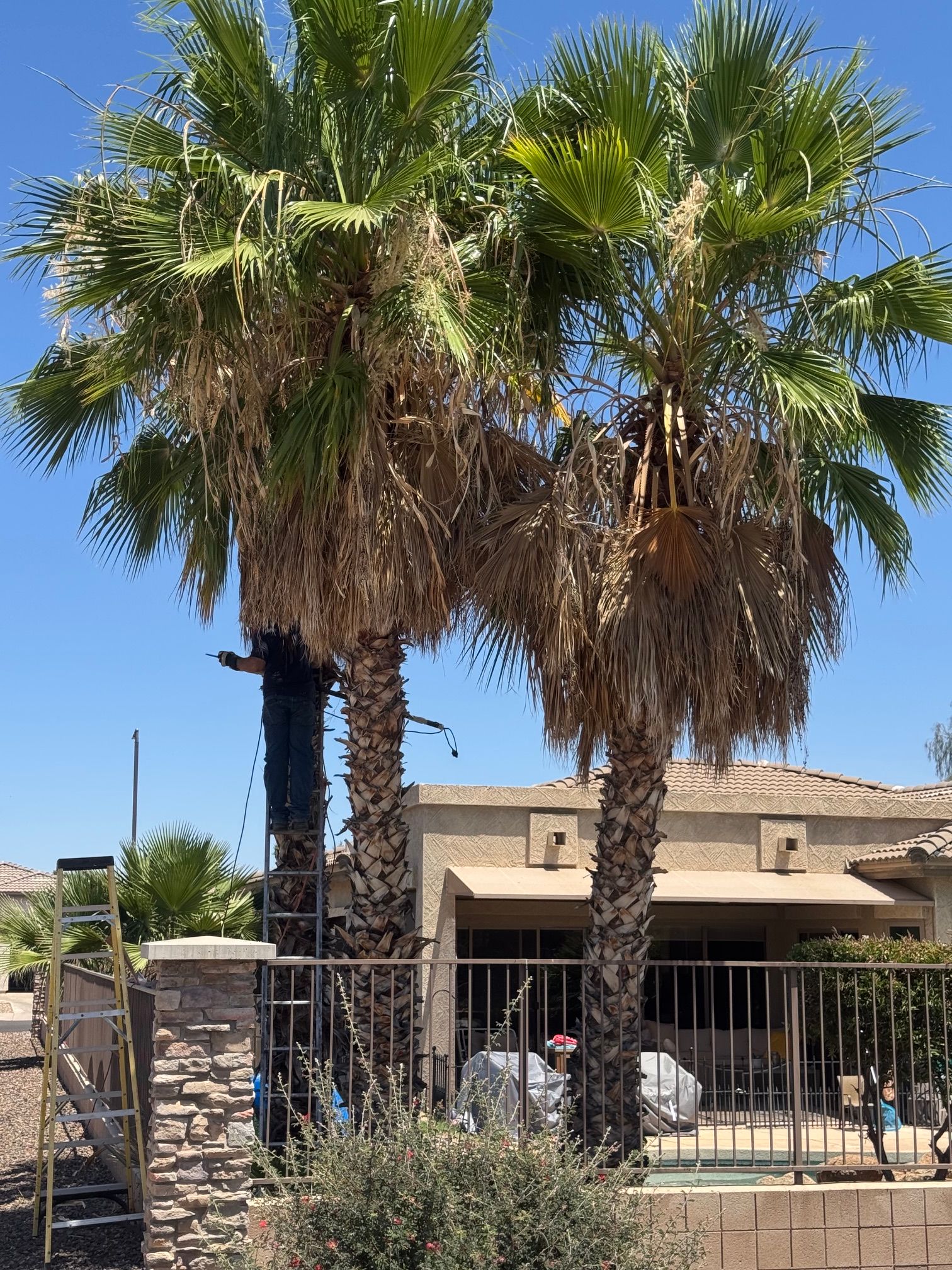  for Patriot Tree Service in Mesa, AZ