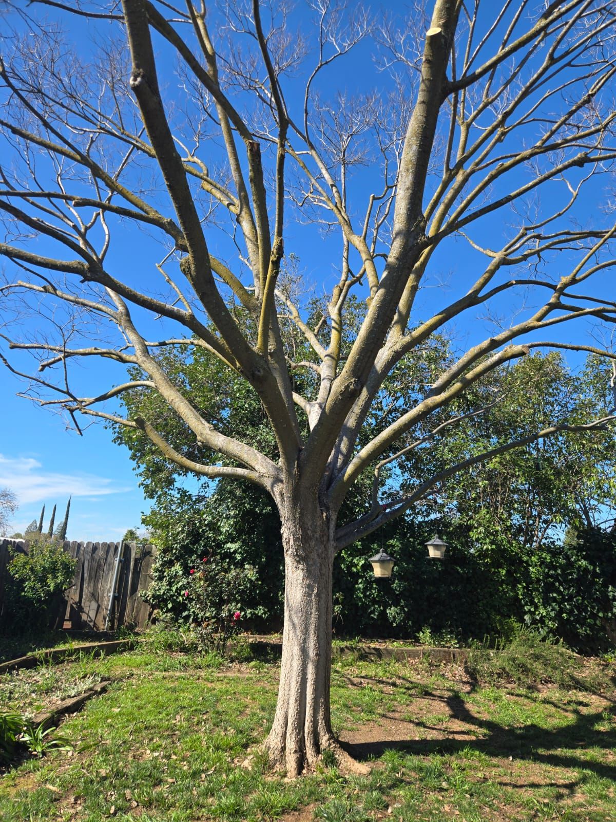 All Photos for Sammy's Tree Services in Rancho Cordova, CA