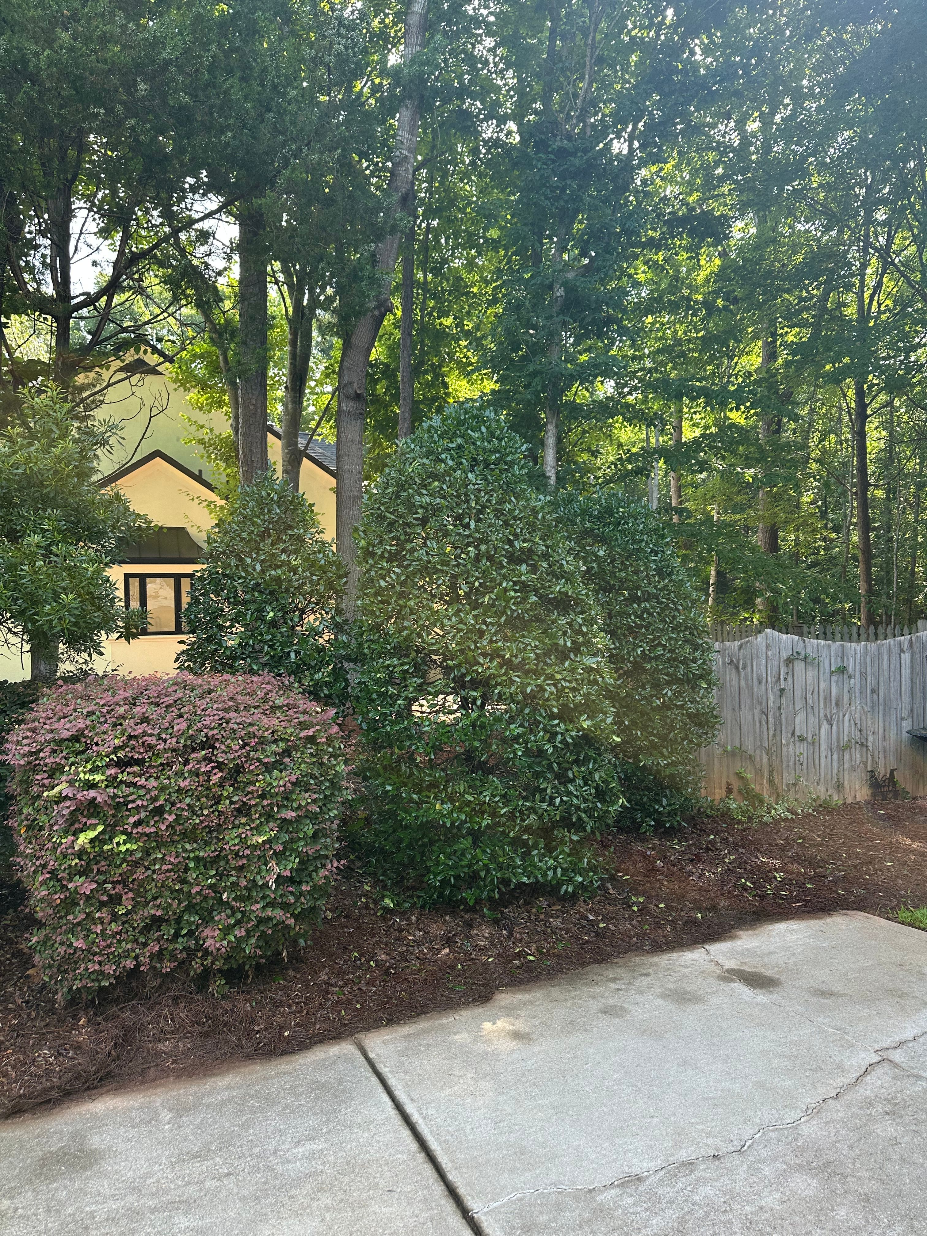  for Pecina Pine Needles in Monroe, NC