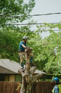 All Photos for Blu-J Tree Care in Arlington, TX