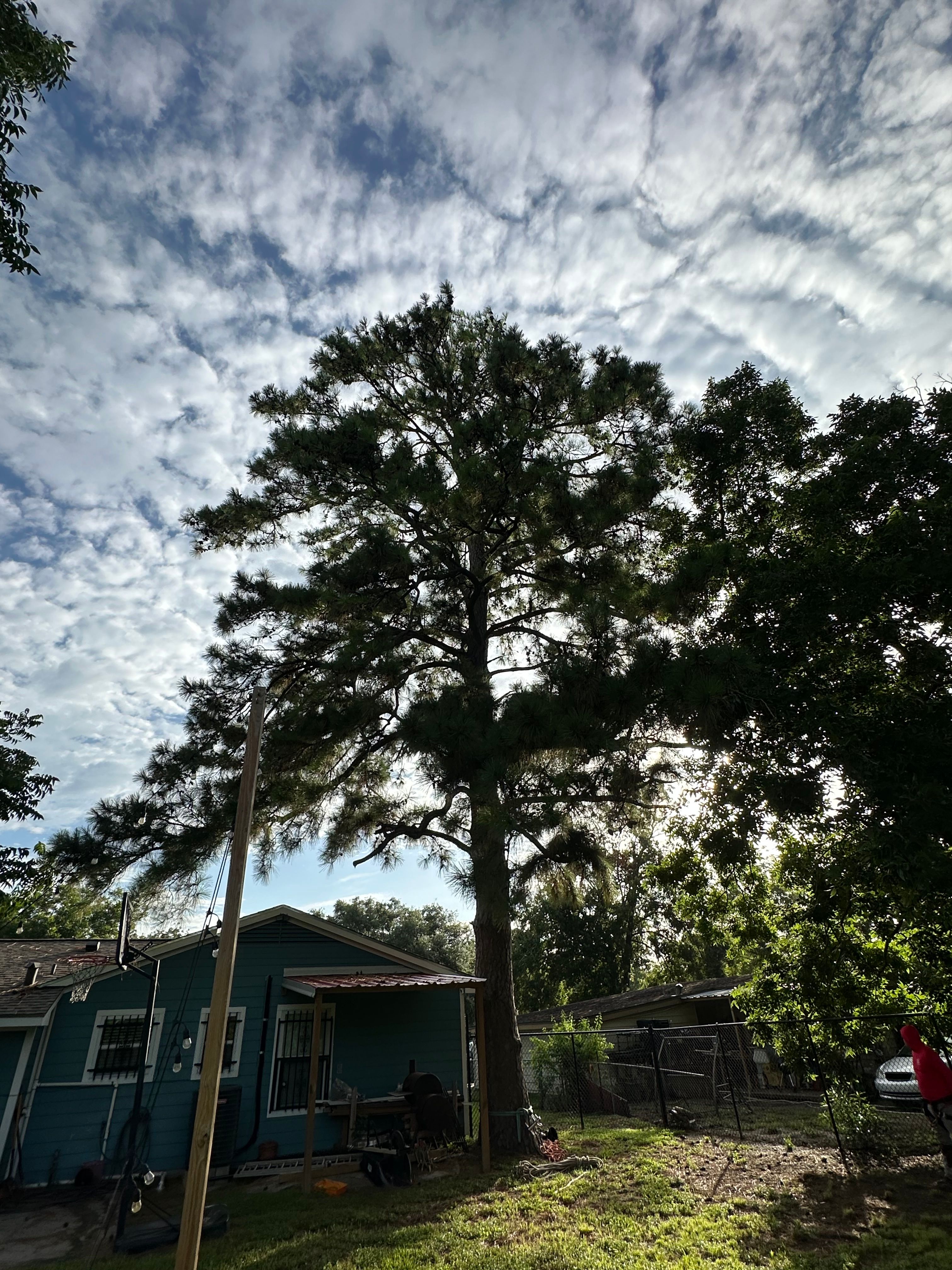  for C&B Ramos Tree Service in Houston, TX