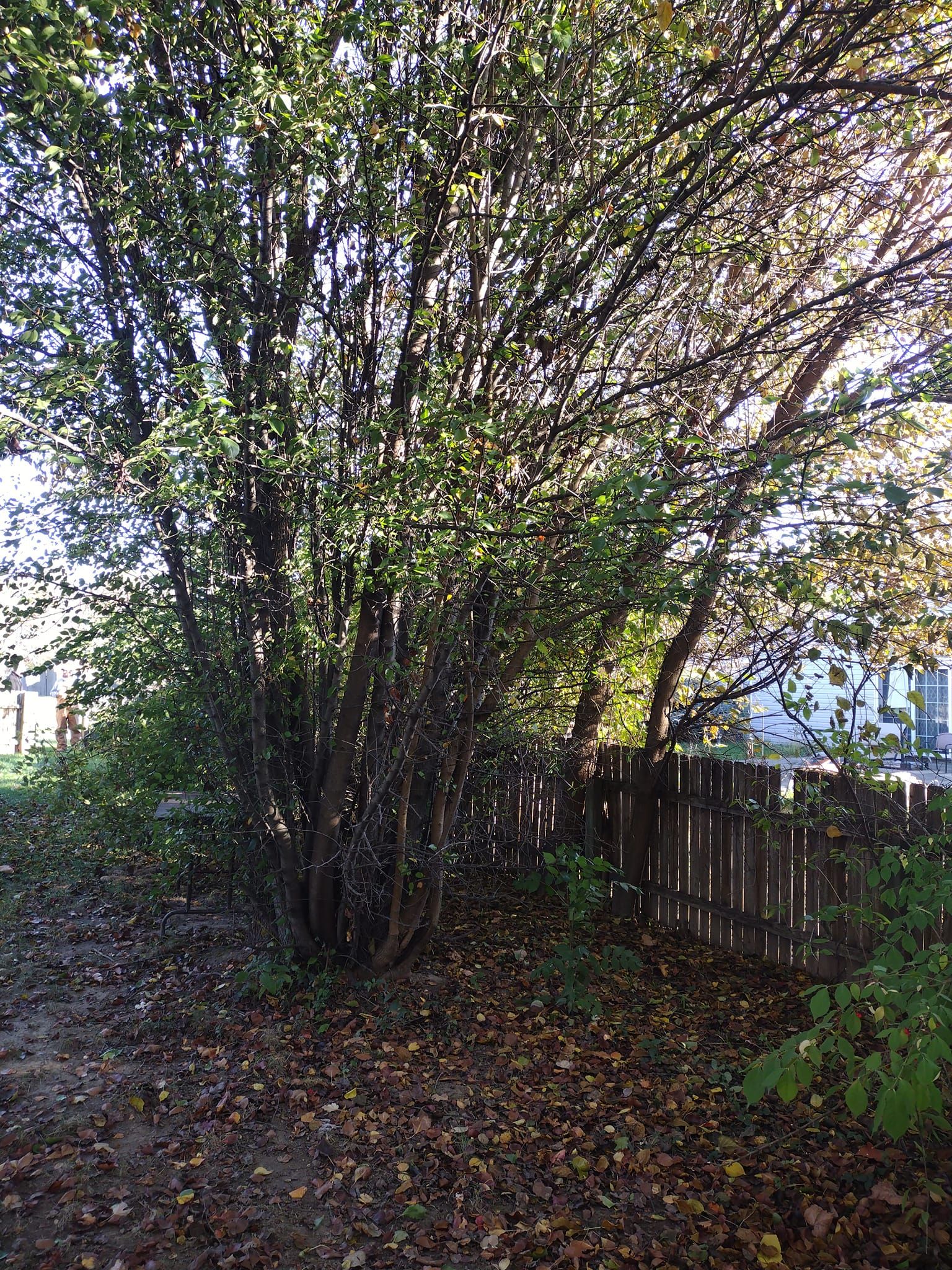  for Bearforce Lawn Care LLC in Greenfield, IN