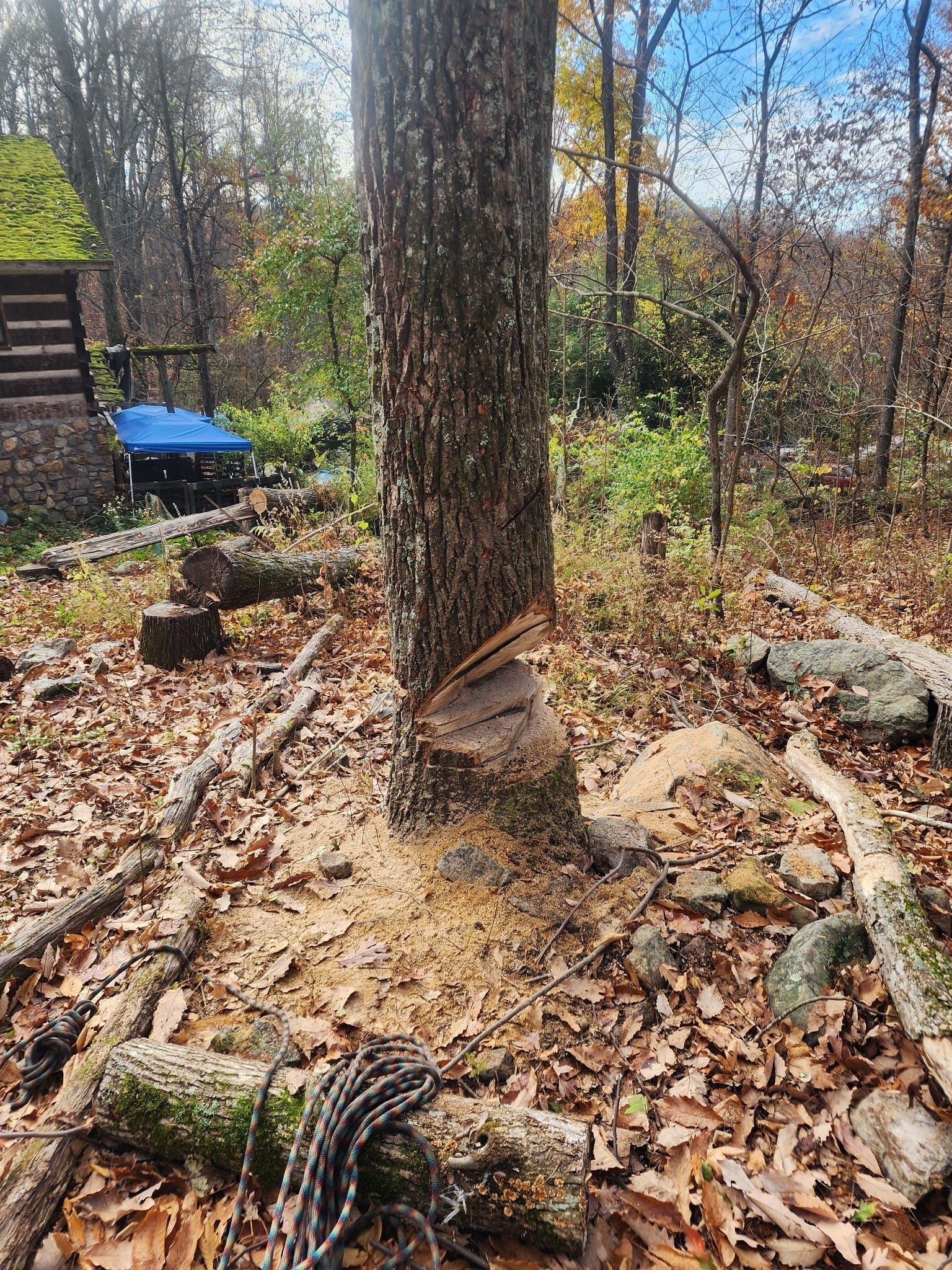  for Reagan & Sons Tree Service in Dandridge, TN