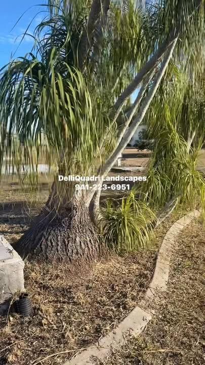 All Photos for DelliQuadri Landscapes LLC in North Port, FL