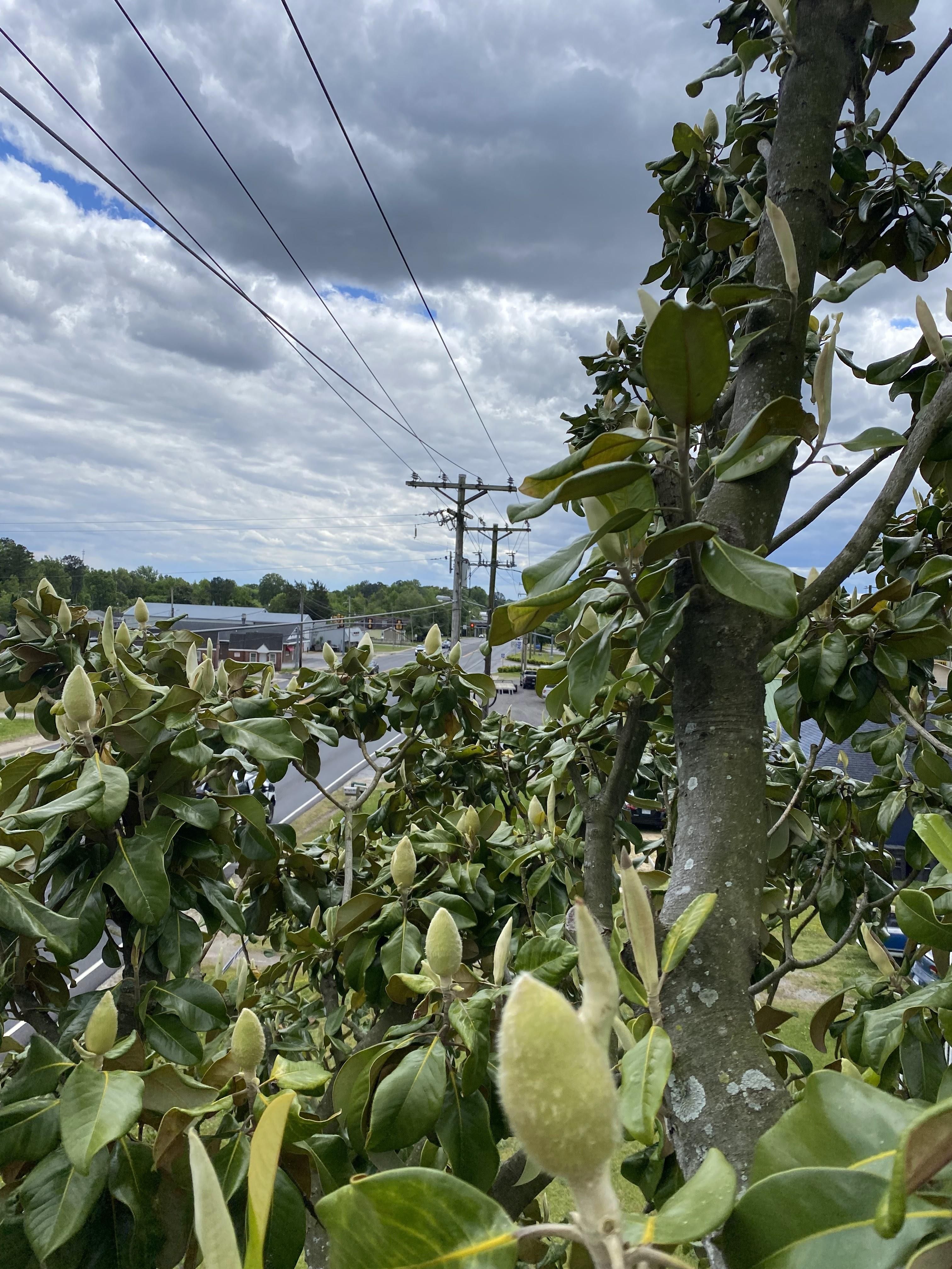  for Ascending Tree Service LLC in Kenbridge, VA