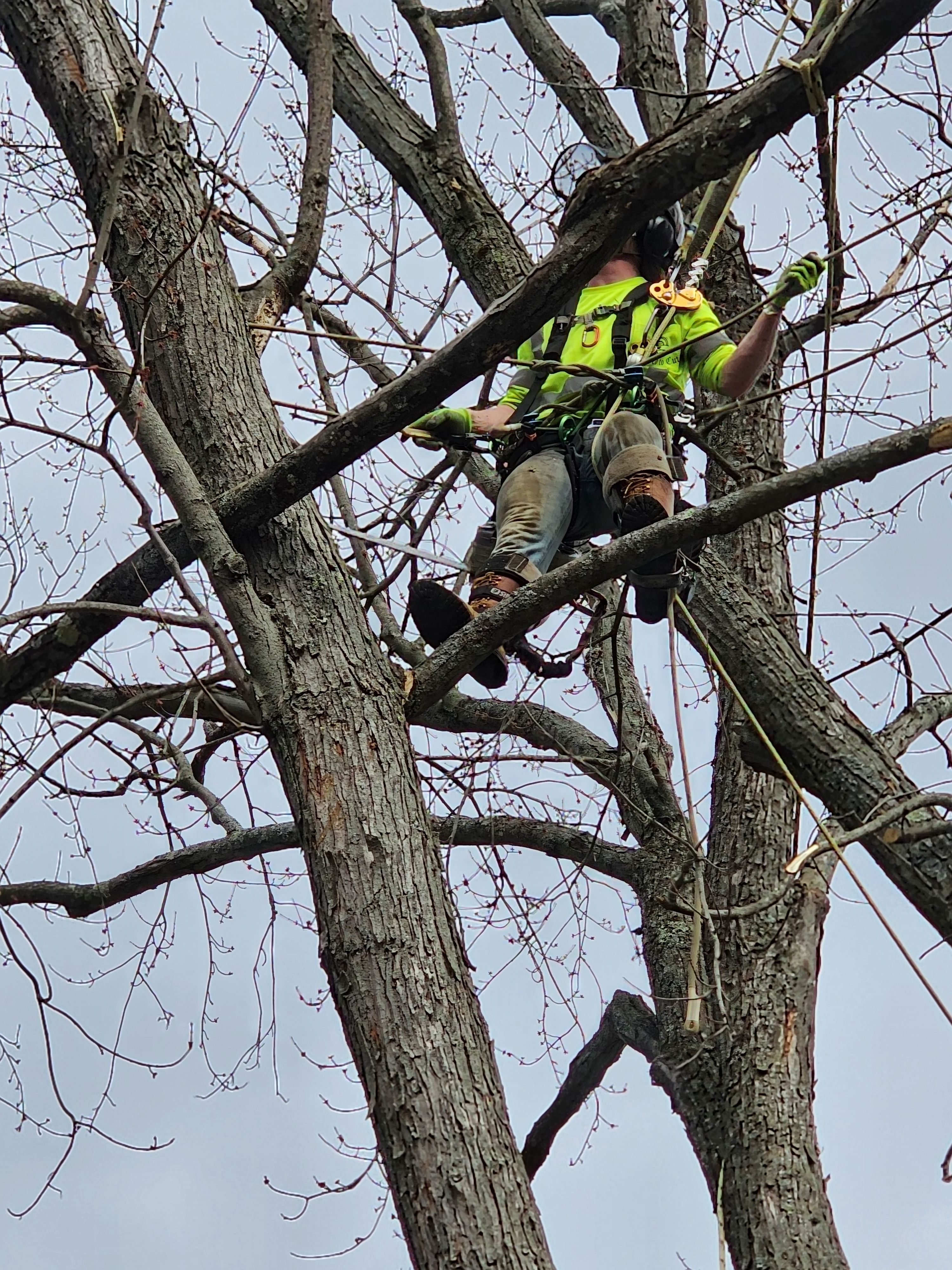 Tree Removal for Licensed to Cut Tree Service in Athens, PA
