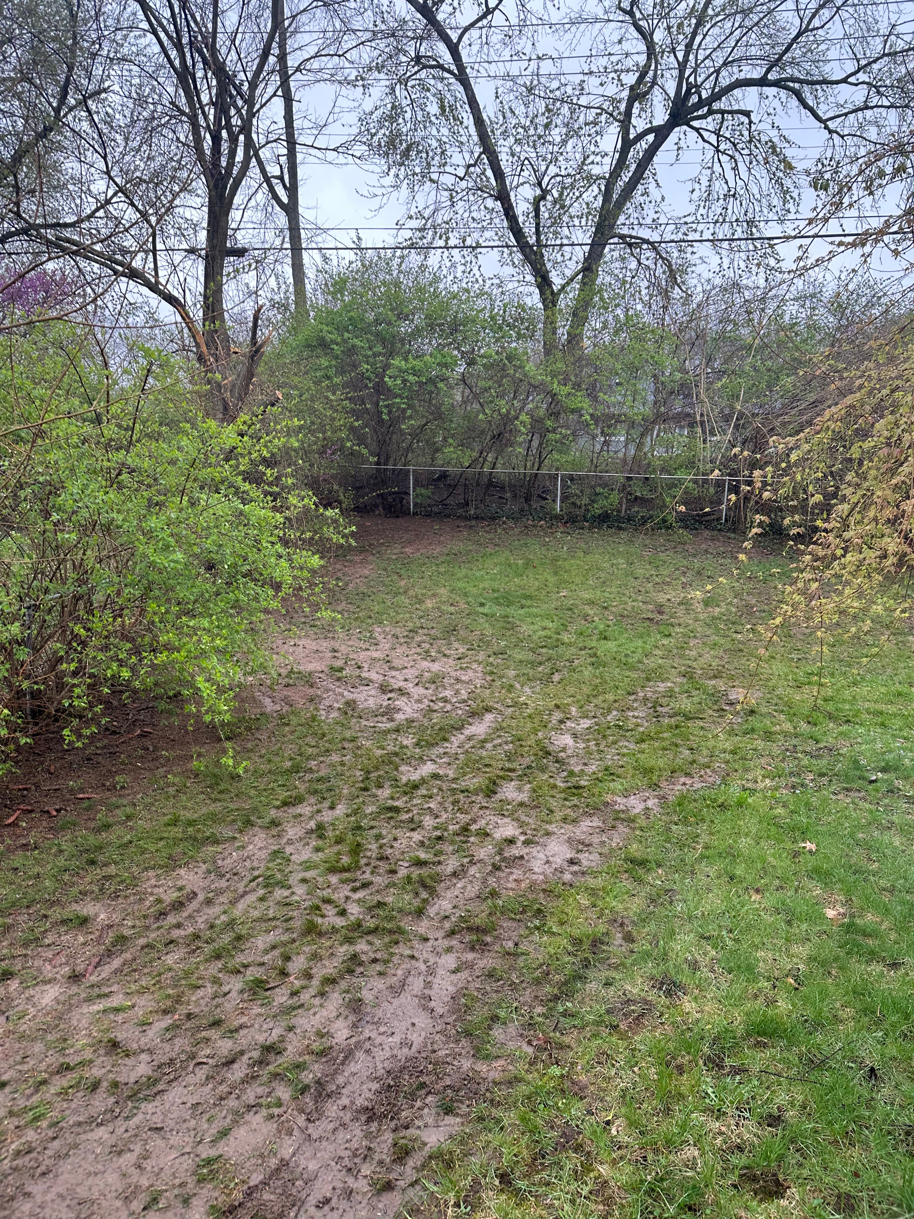 All Photos for Pro Tree Trim & Removal, Llc in Dayton, OH