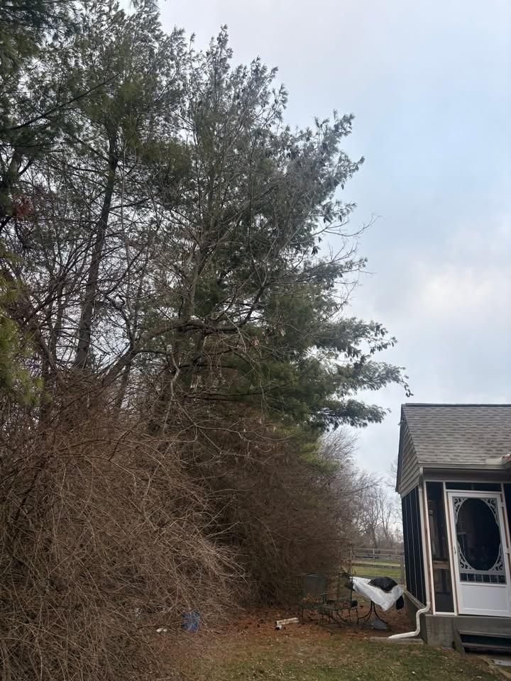  for Dig-It Tree Company in Mason, OH