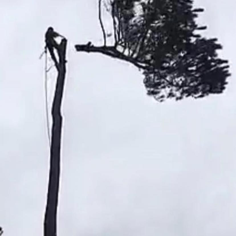  for AB Tree Service in Raleigh, NC