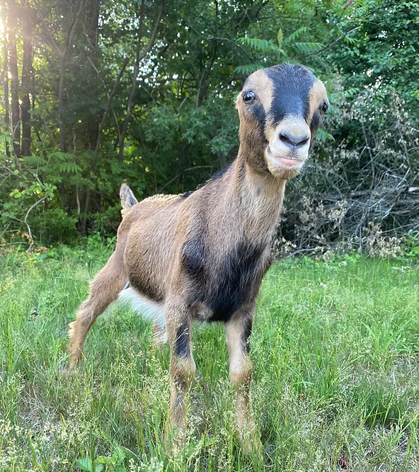 Brody at Sam's Goatscapers of Boston in Boston, MA