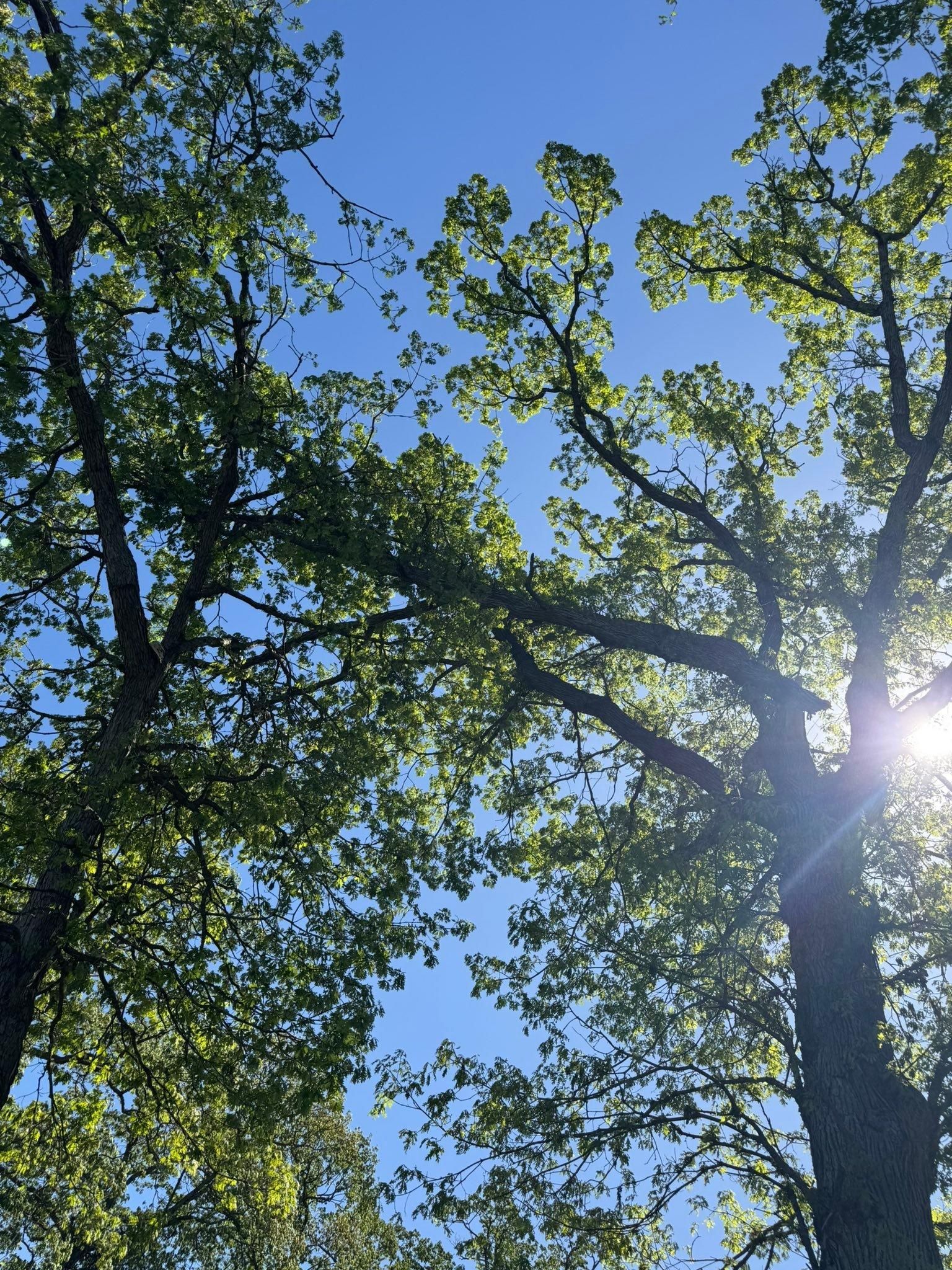  for Branching Out Tree Service in Hastings, MI