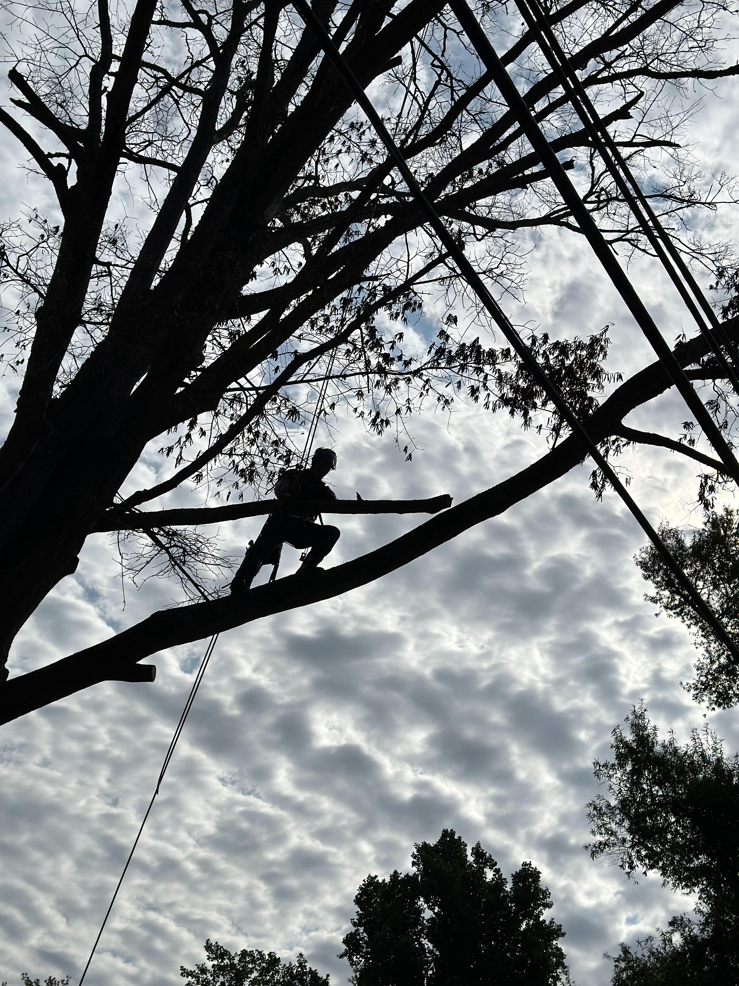  for Ascending Tree Service LLC in Kenbridge, VA