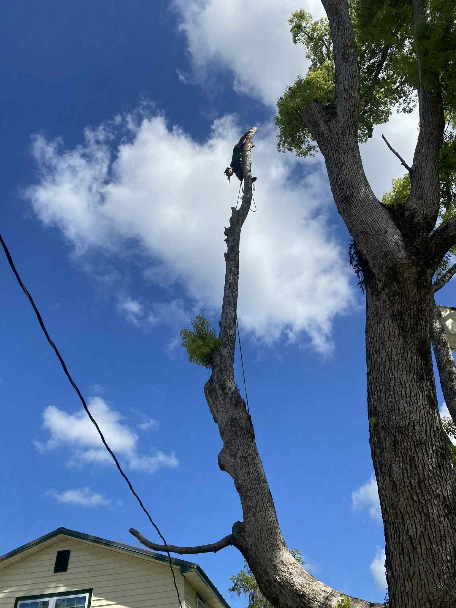  for Warners Tree Solutions in Live Oak, FL