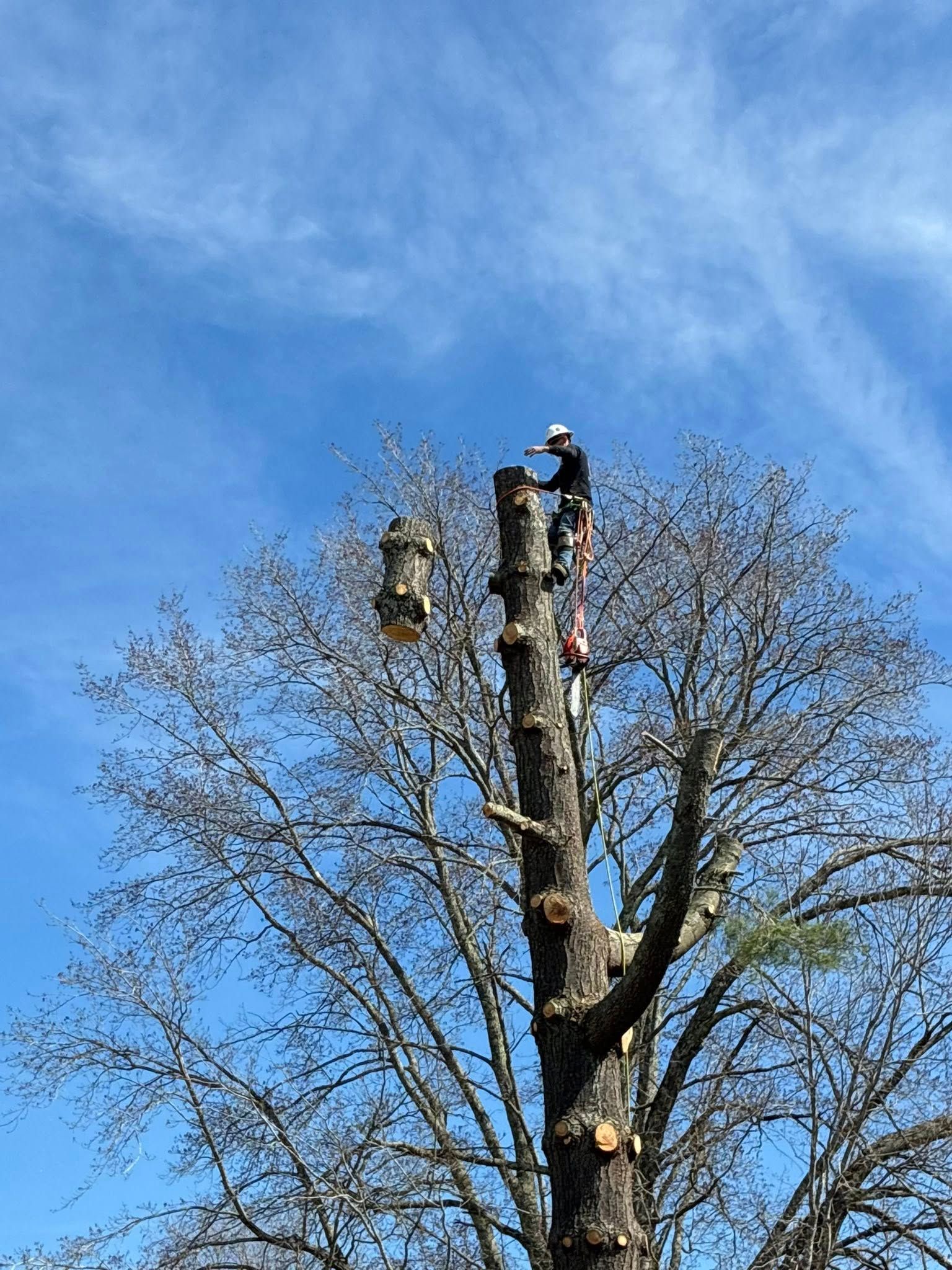  for Skys The Limit Tree Management in Morehead, KY