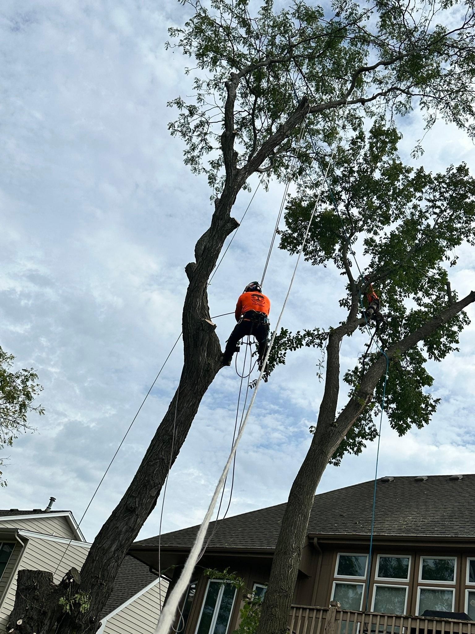 All Photos for Cross Family Tree Service in Kearney, MO
