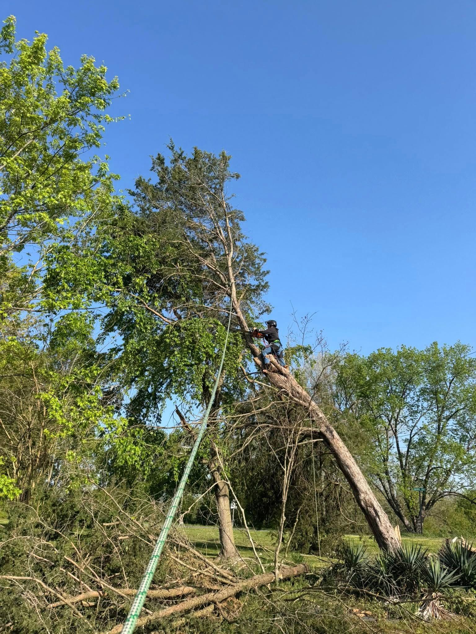  for Ramirez Tree Care in Elkin, NC