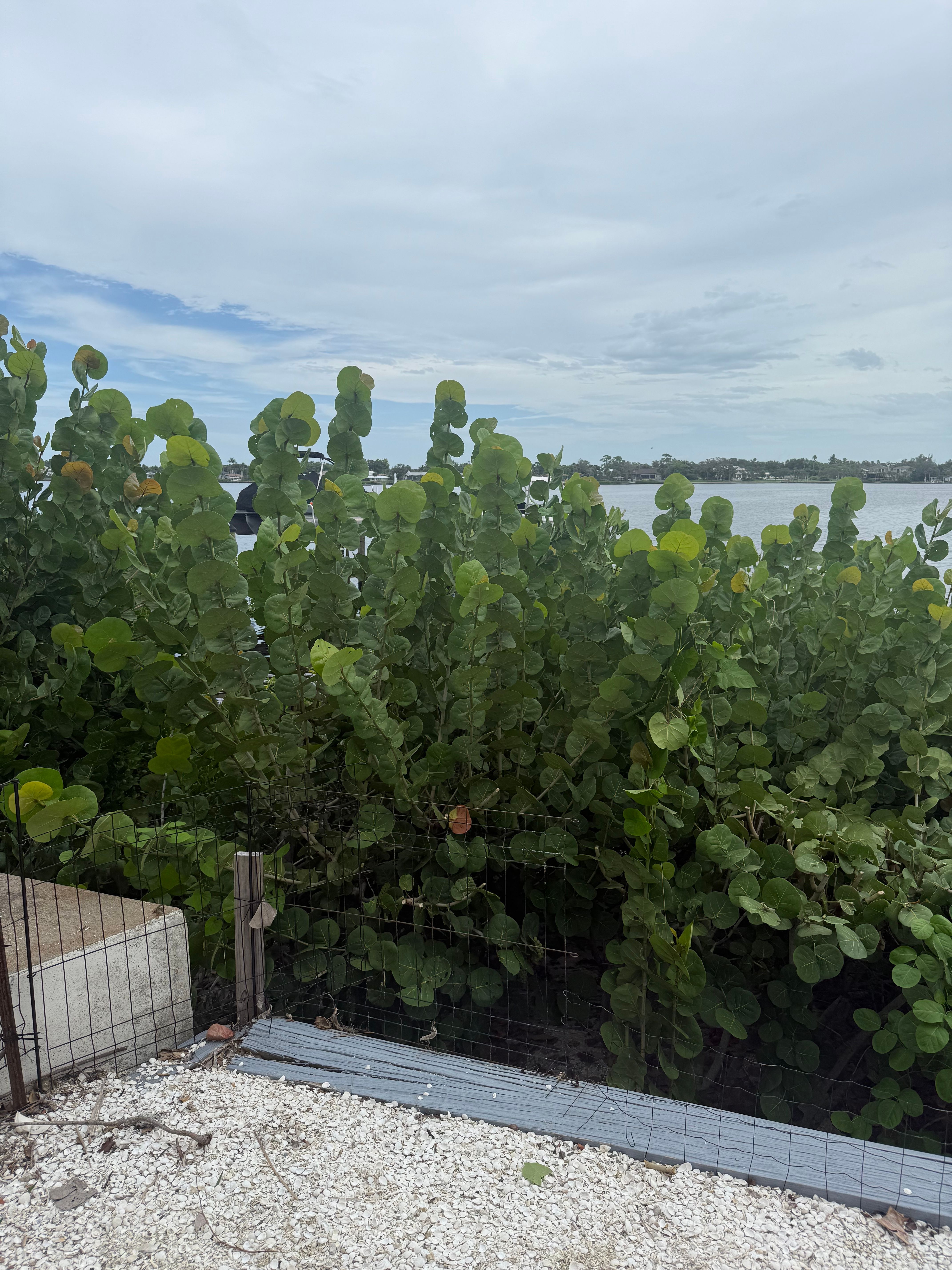  for Damian’s Tree Care in Sarasota, FL