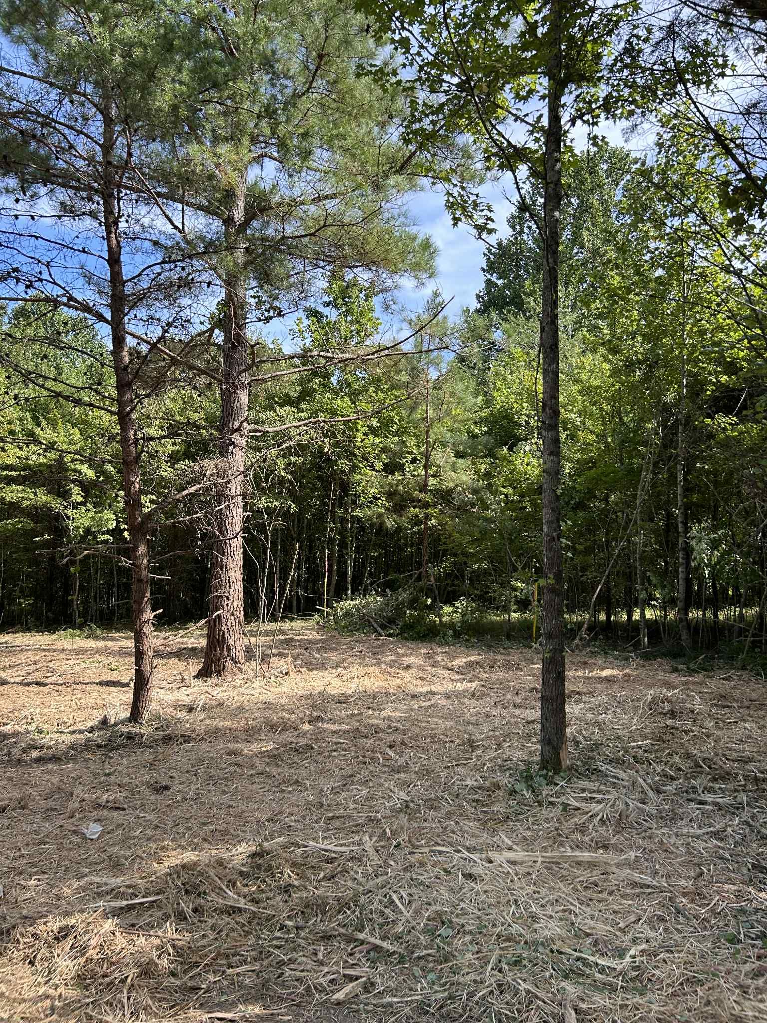  for Z's Land Management & Forestry Mulching in Smithville, TN