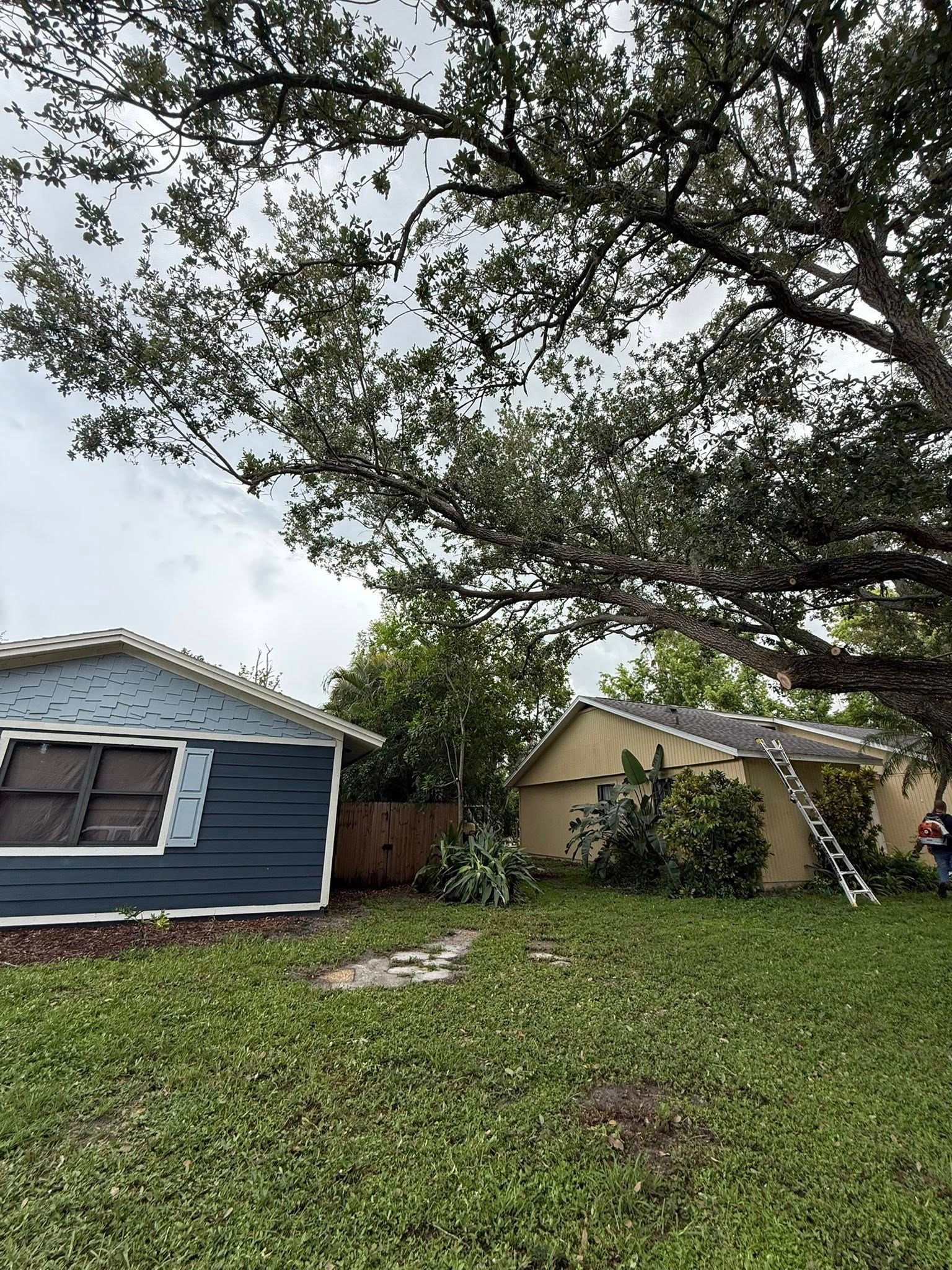  for Damian’s Tree Care in Sarasota, FL