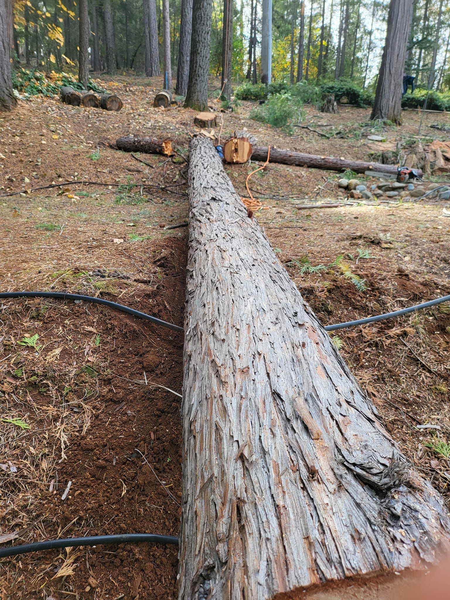  for Terra Heights Tree Experts & Landscaping  in Grass Valley,  CA