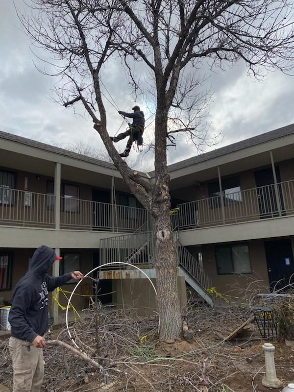 All Photos for Tree Service Miracles in Albuquerque, NM