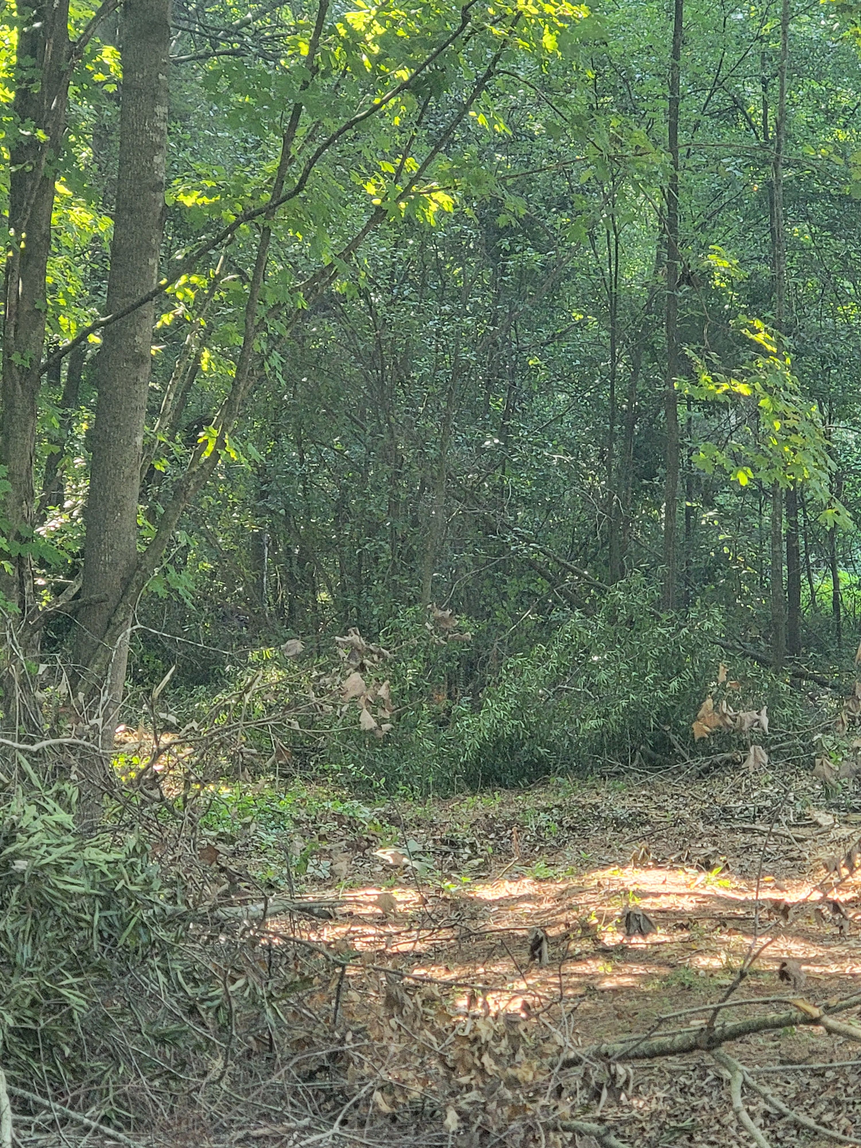  for Z's Land Management & Forestry Mulching in Smithville, TN