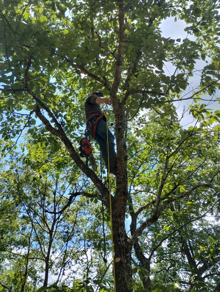  for Wade's Family Tree Service in Townsend, TN