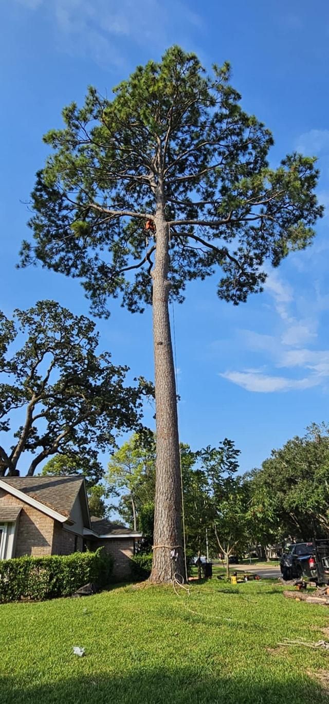  for Servin's Tree Care  in Houston, TX