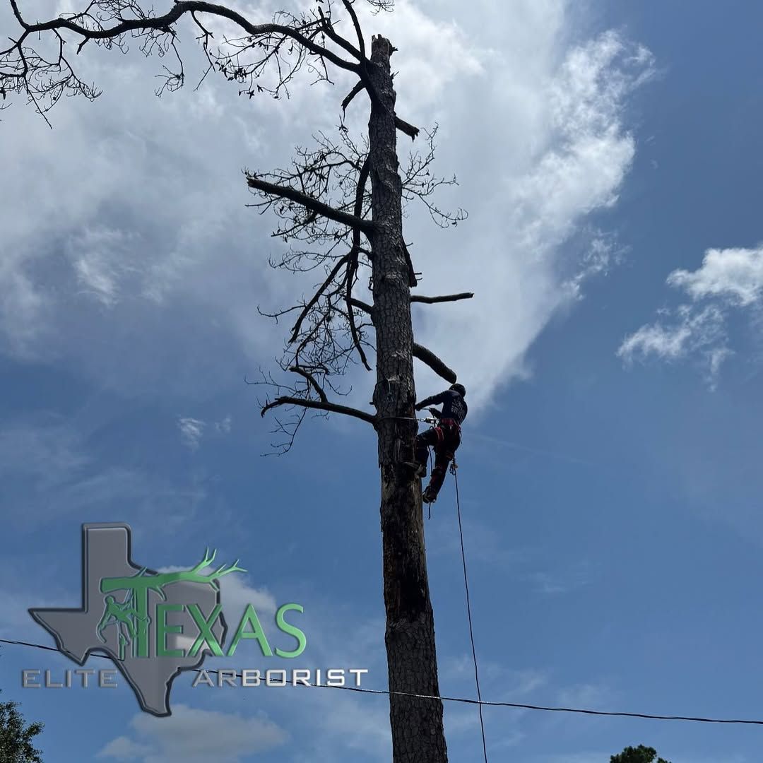  for Texas Elite Arborist in Houston, TX